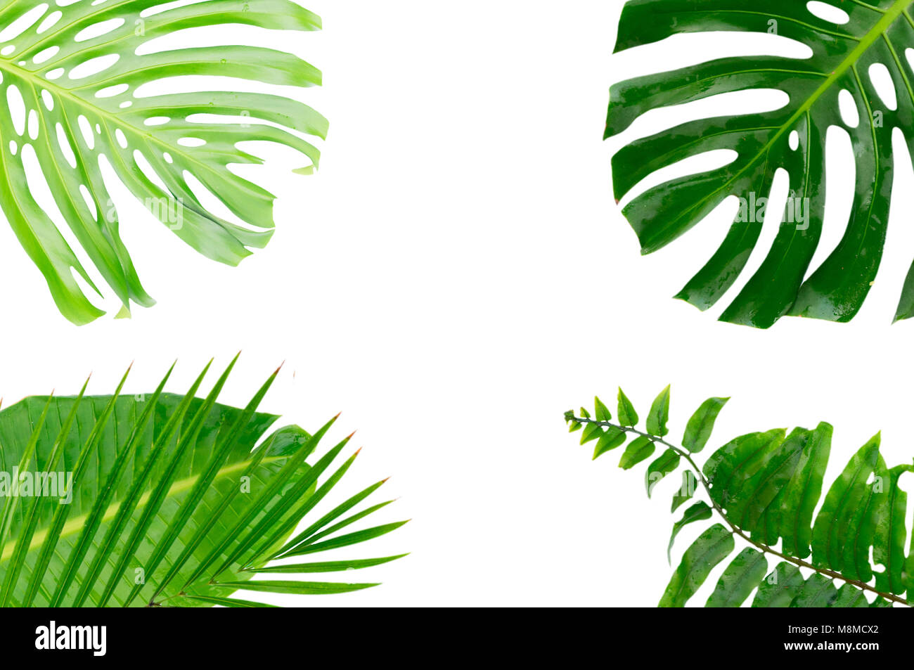 Tropical green leaves frame isolated on white background Stock Photo ...