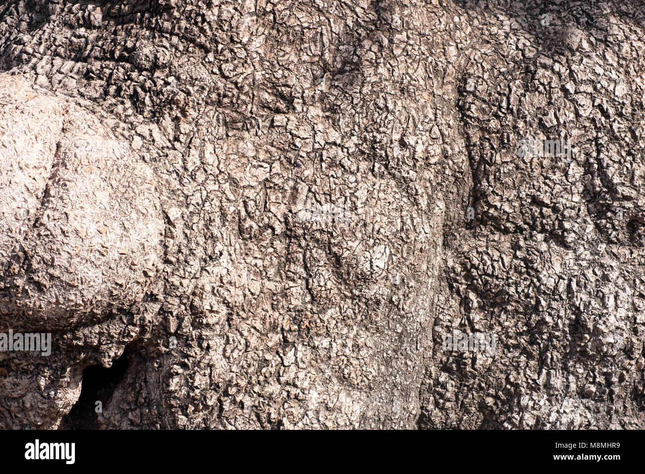 Tree Bark Stock Photo