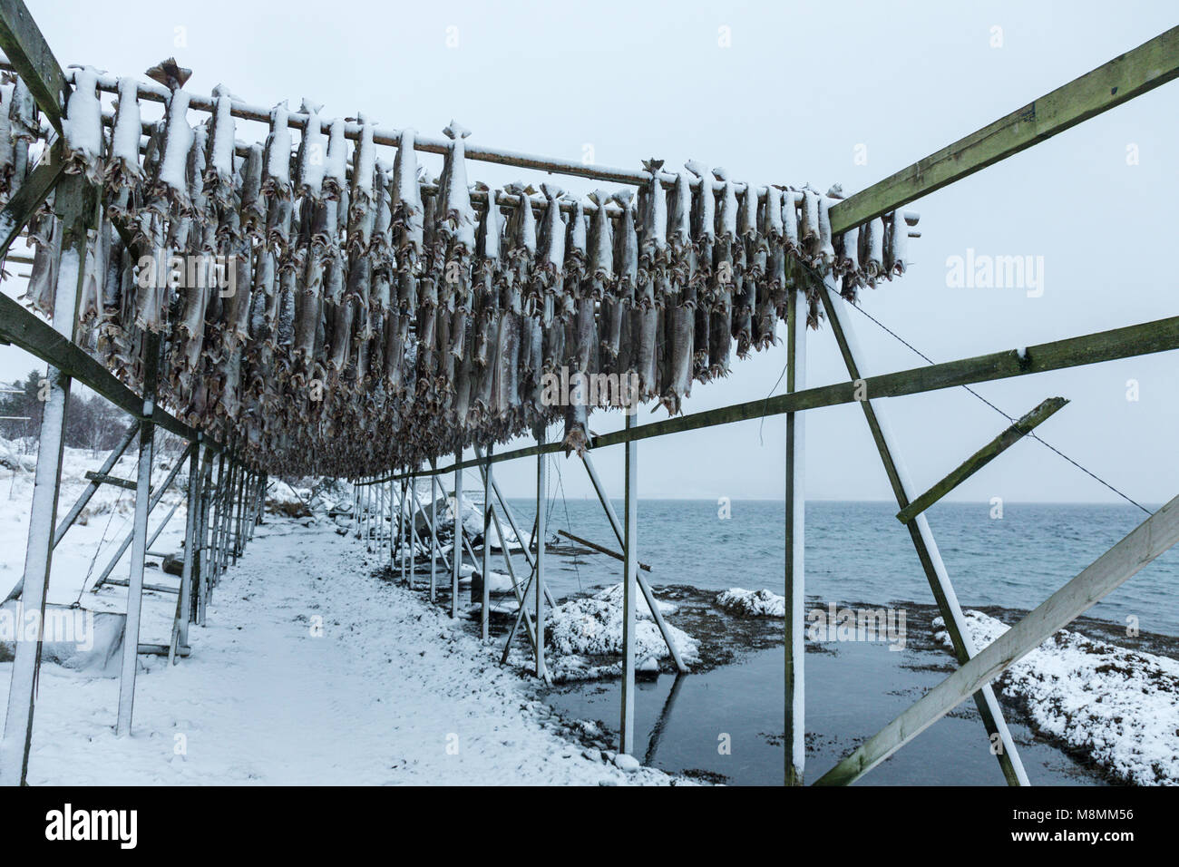 Stockfish on Gimsoya, Lofoten, Norway Stock Photo