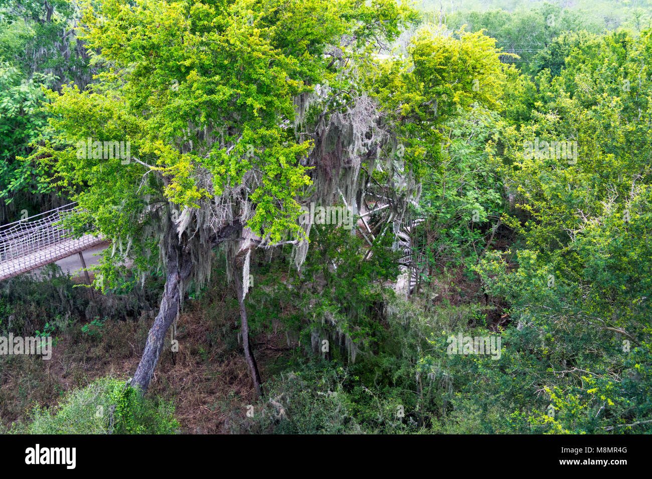 Spanish Moss hangs from a Texas Ebony tree in the riparian forest at the Sanat Ana National Wildlife Refuge near Alamo, Texas in the Rio Grande Valley Stock Photo