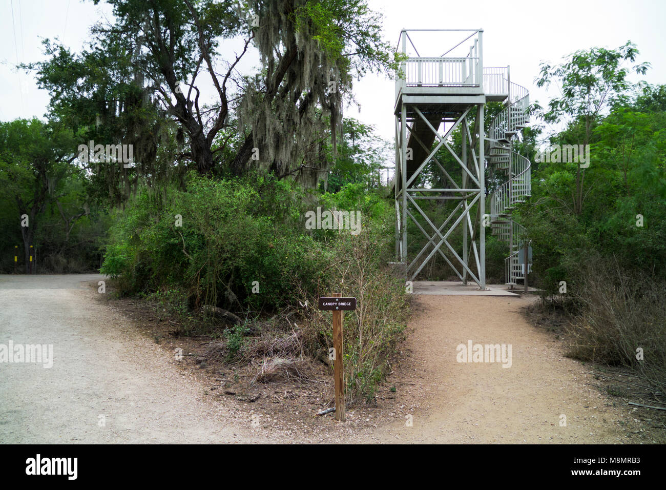 Canopy Bridge and supporting towers that allow pedestrians to walk above the riparian forest canopy at Santa Ana National Wildlife Refuge near Alamo,  Stock Photo