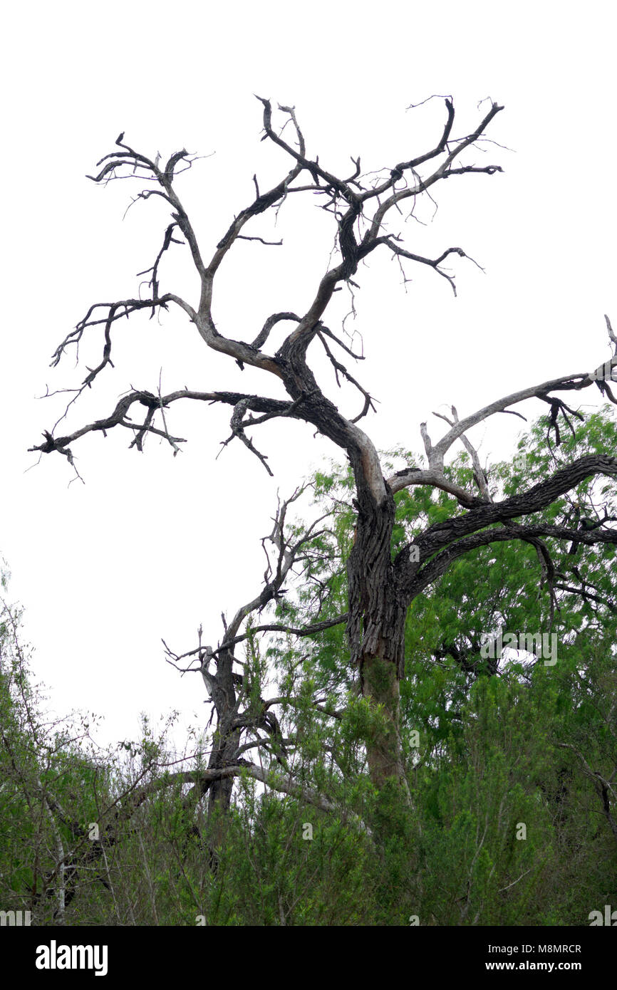 Dead tree stands against a white, cloudy background. Its gnarly branches still reaching for the sun. Stock Photo