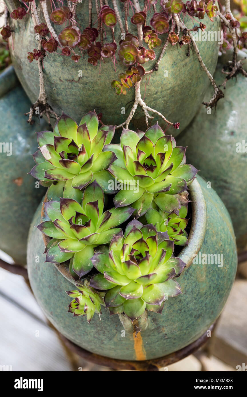 A multiple opening container planted with sedum and sempervivum plants Stock Photo