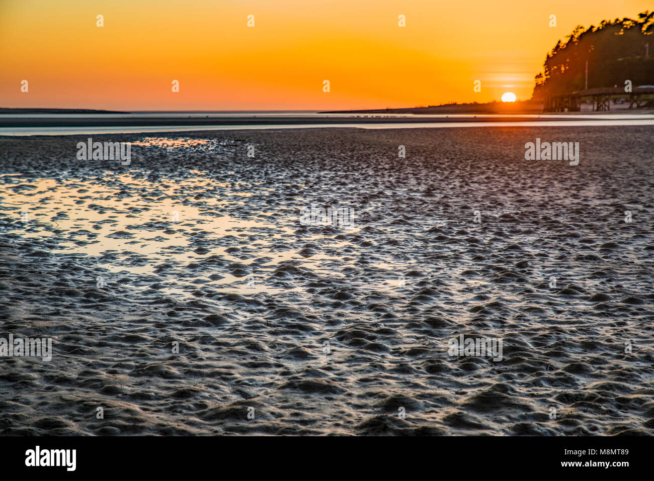 Mud flat in Siletz Bay at sunset showing sign of clams buried beneath.  Siletz Bay, Oregon Stock Photo