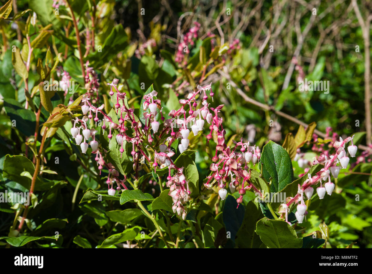 Gaultheria shallon or Salal, a native plant on the west coast, in bloom on the Oregon coast Stock Photo