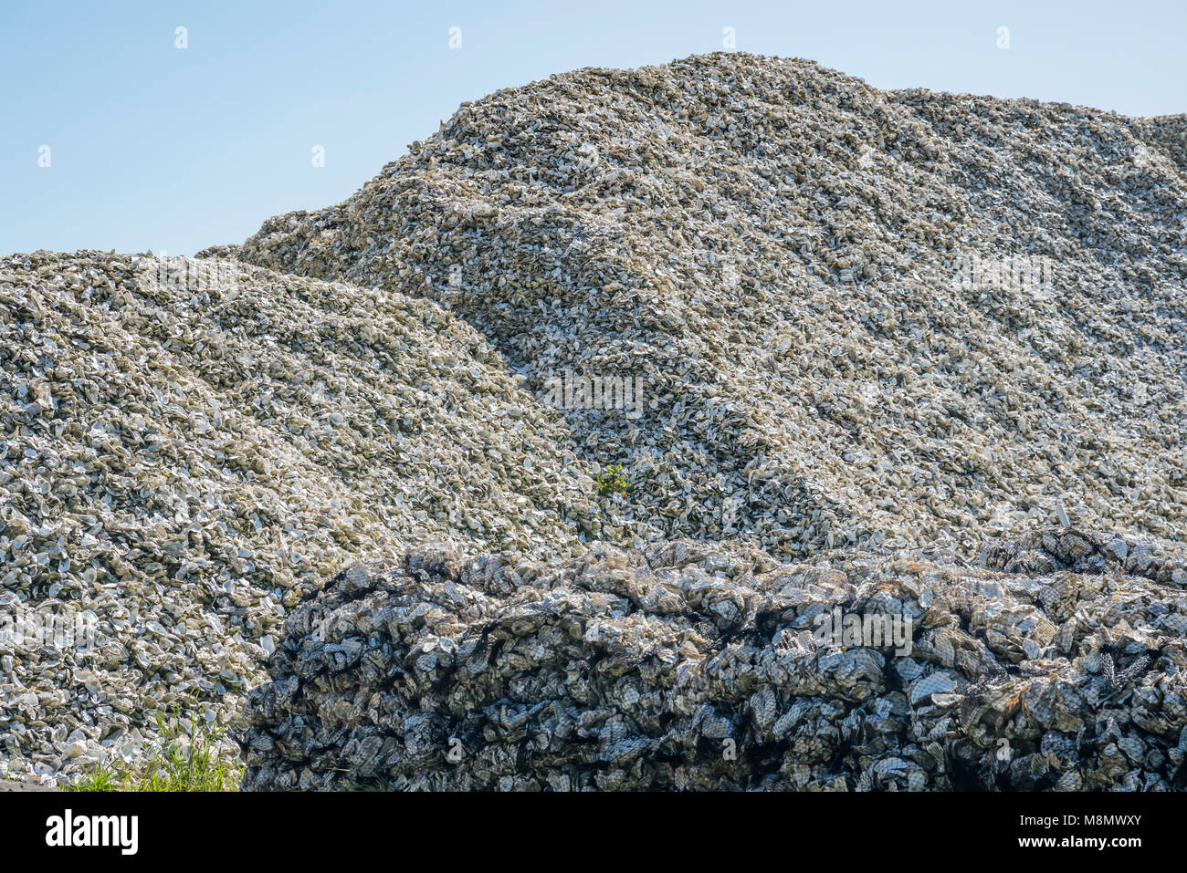 Mounds of oyster shells at Qualman Oyster Farms in Coos Bay, Oregon Stock Photo