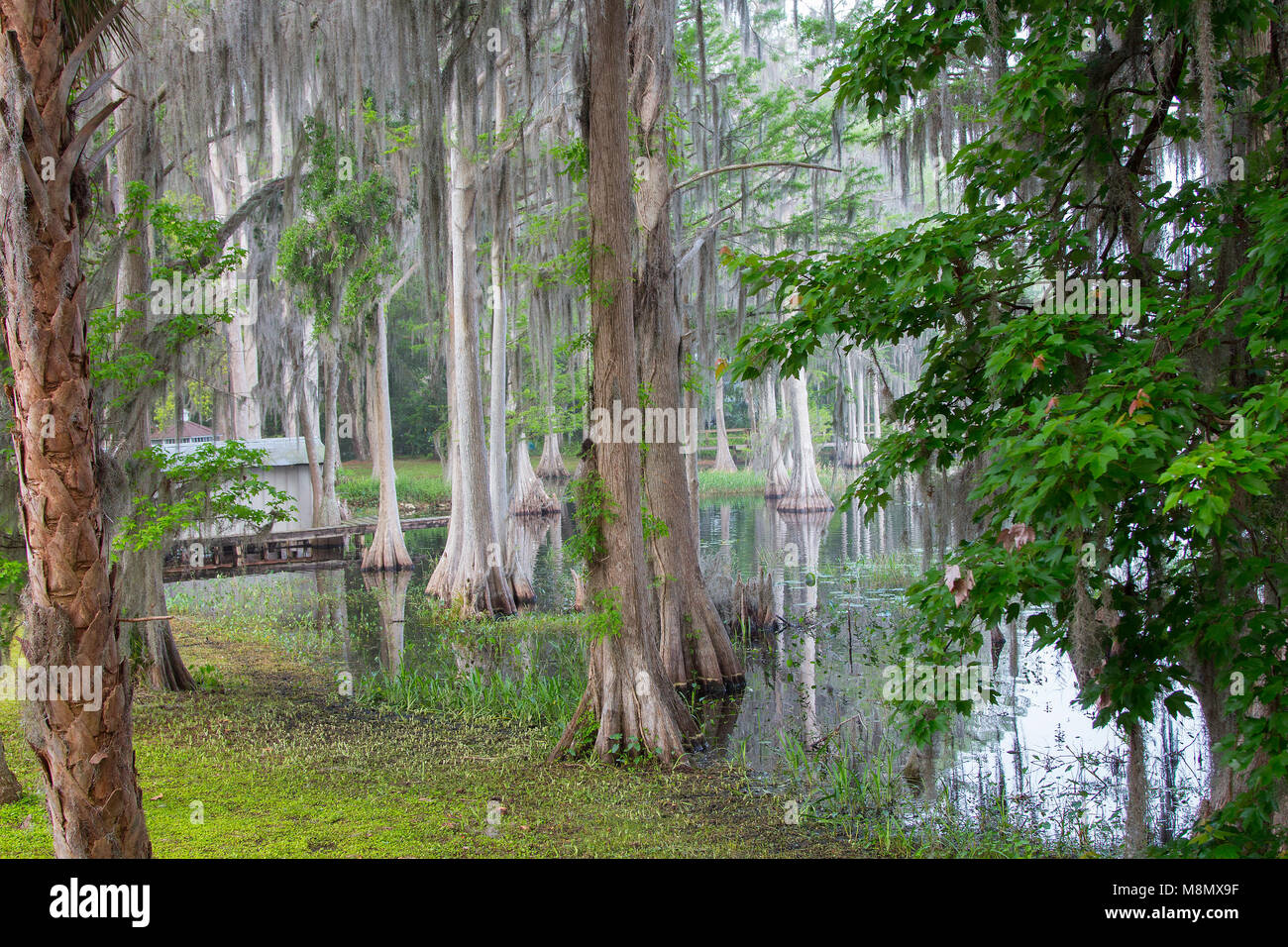 Cypress trees on a foggy morning in central Florida Stock Photo