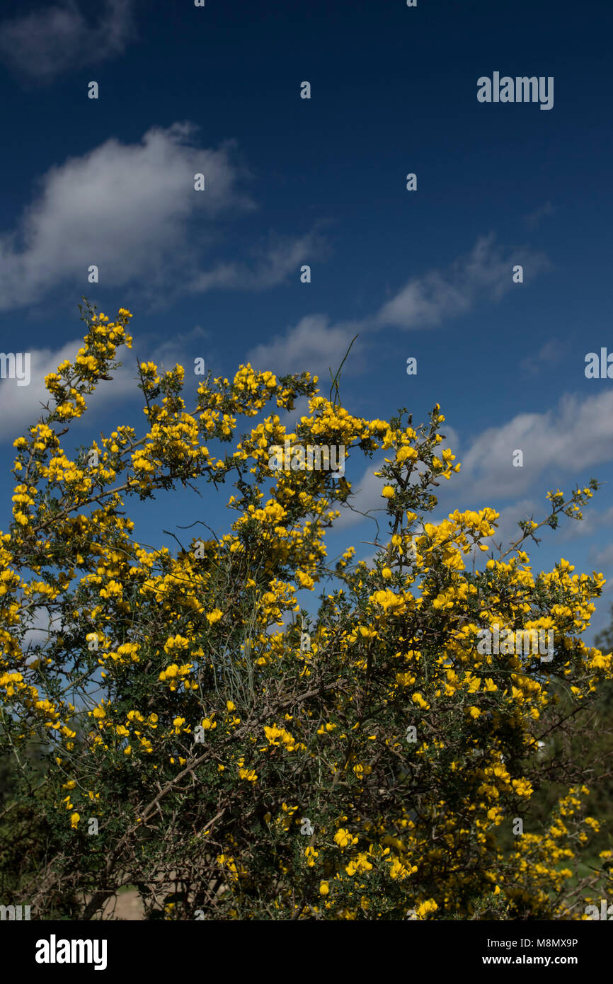 Yellow gorse bushes in full spring flower against a blue sky on the