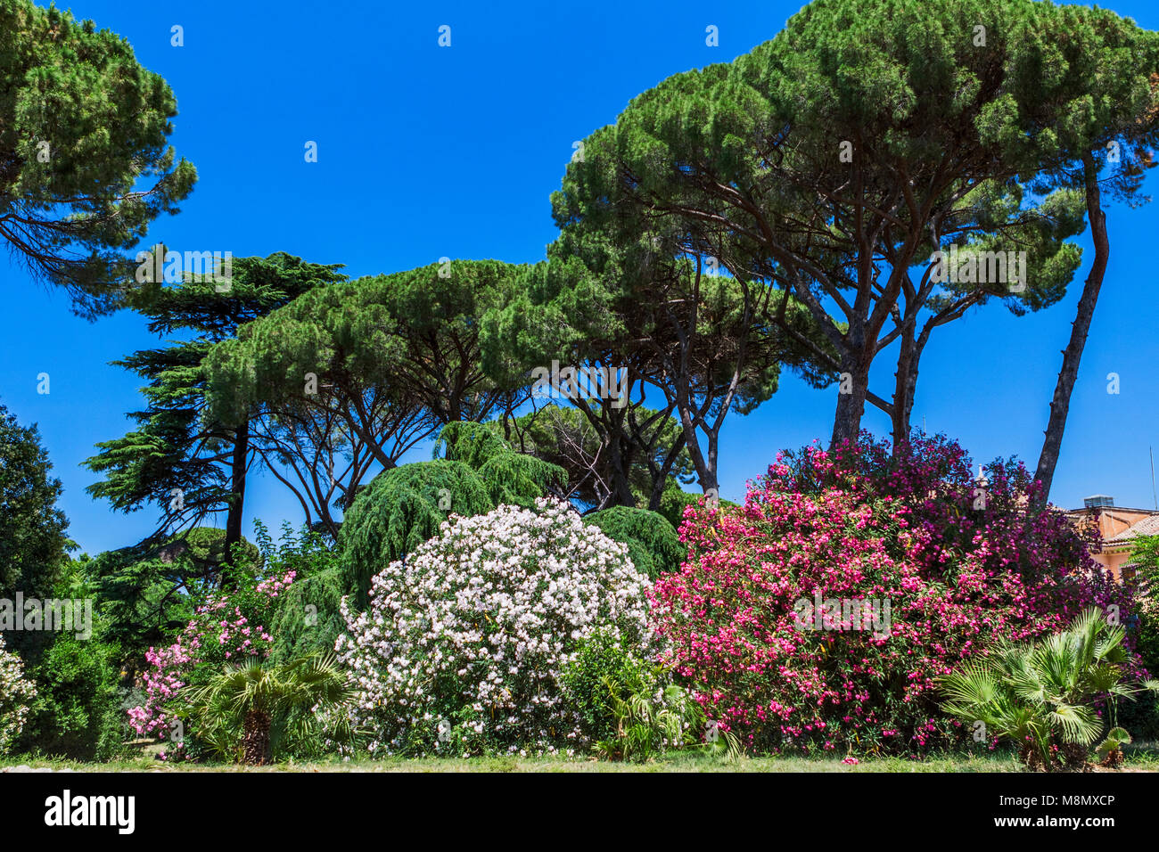 Pine trees with cherry and plum blossoms in the gardens of Villa