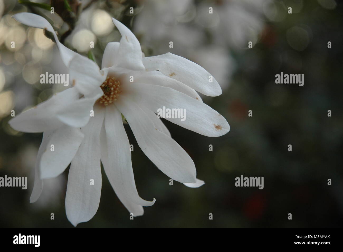 Close-ups of gorgeous spring and winter florals. Stock Photo