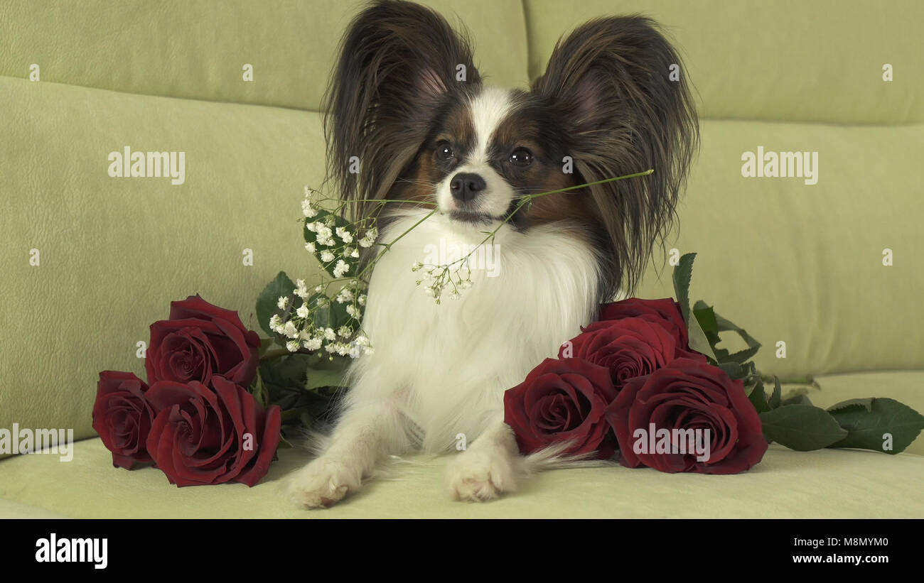 Dog Papillon keeps red rose in his mouth in love on valentines day ...