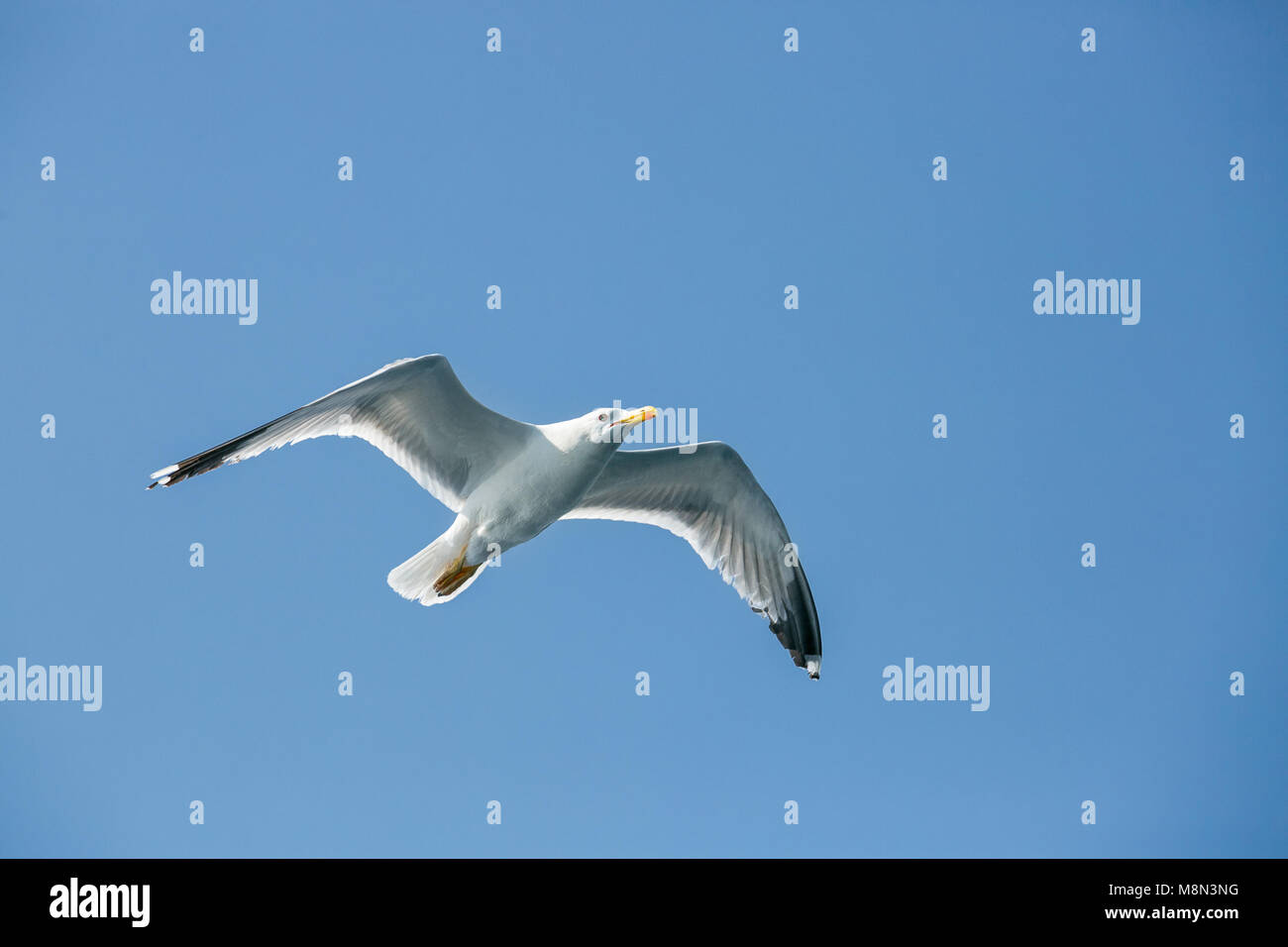 Seagull flying in the blue sky Stock Photo