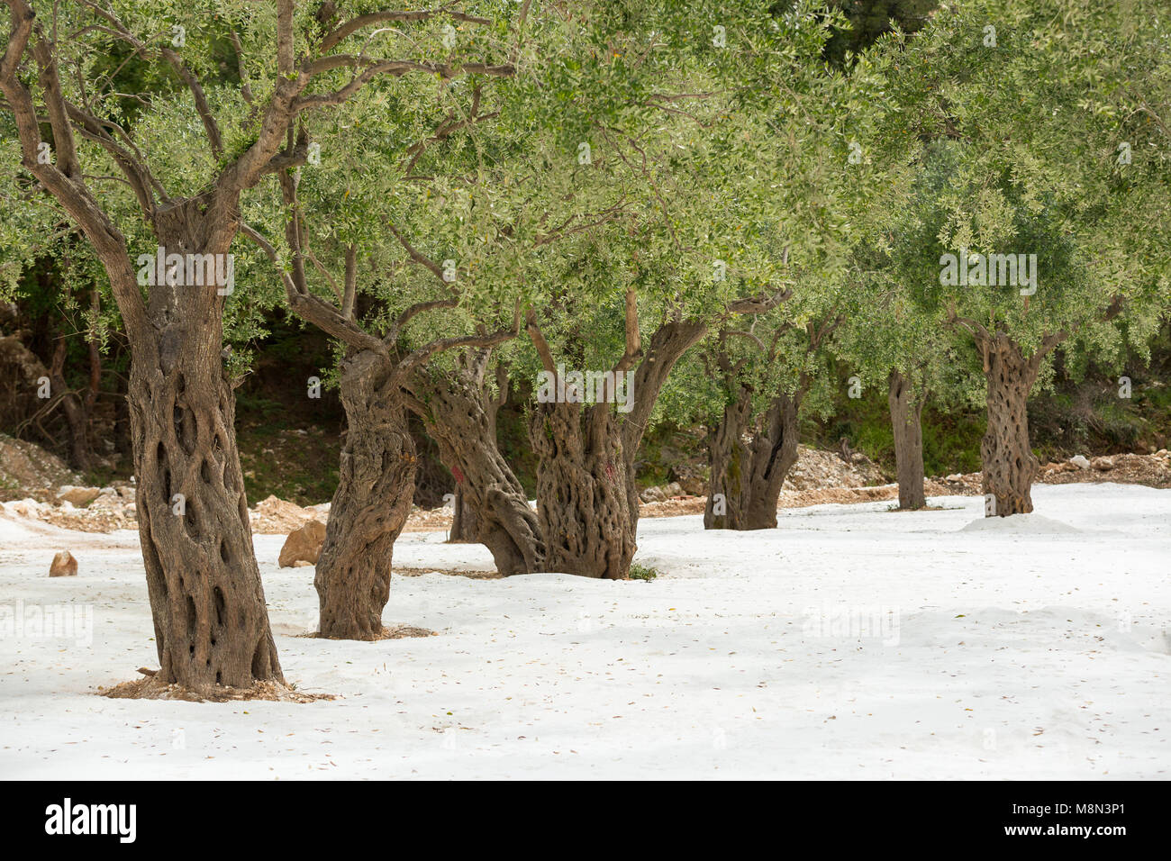 Old trees on white sand beach Stock Photo