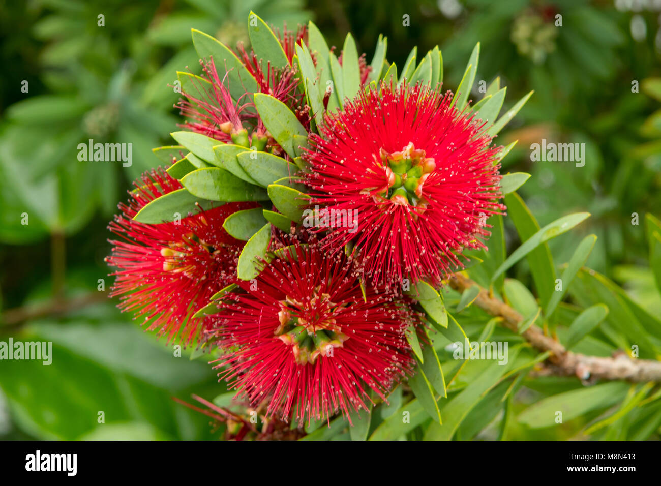 Kunzea baxteri, Scarlet Kunzea at Mangonui, North Island, New Zealand Stock Photo