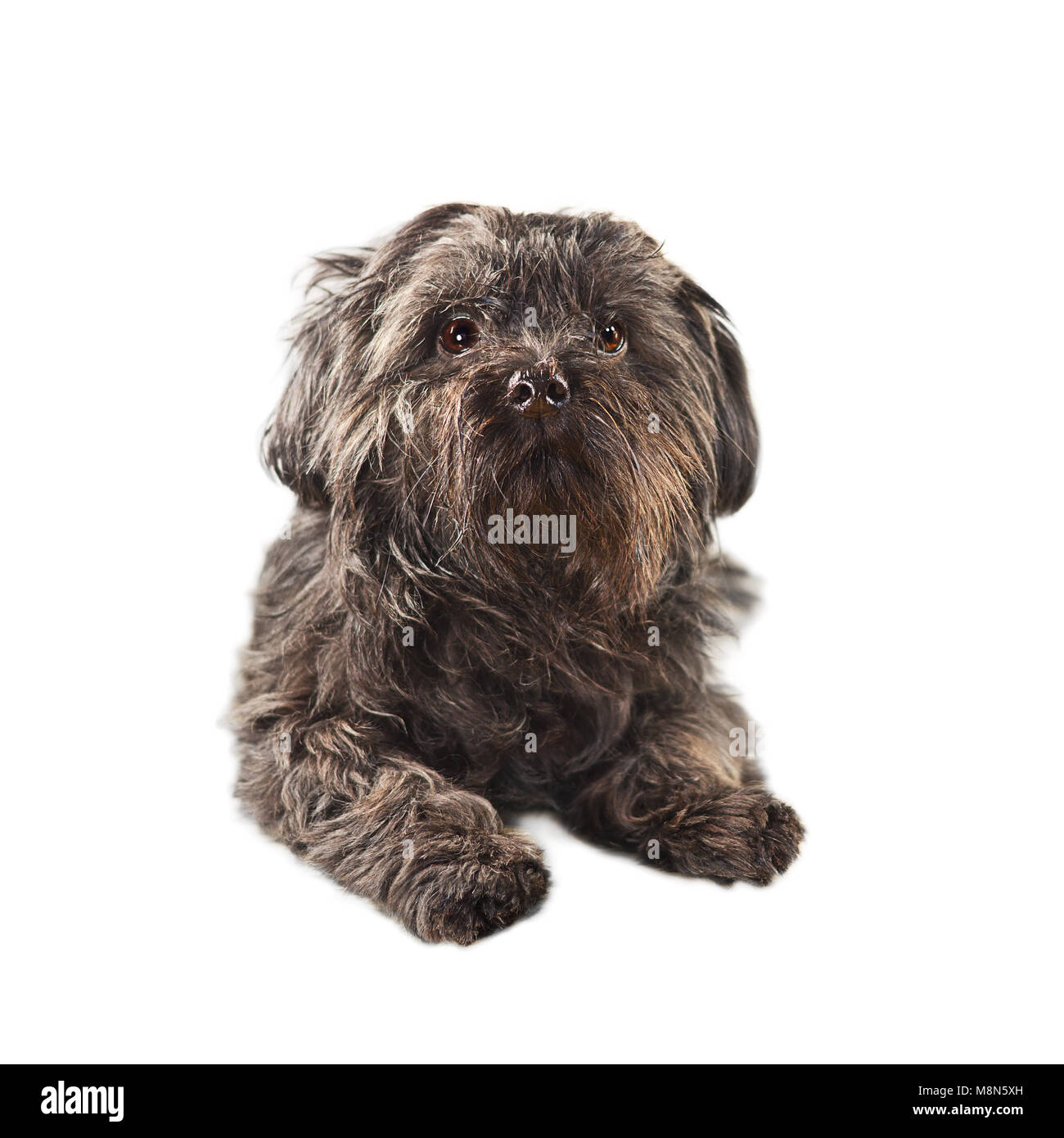Toy dog. Black small dog - Bichon isolated on white Stock Photo