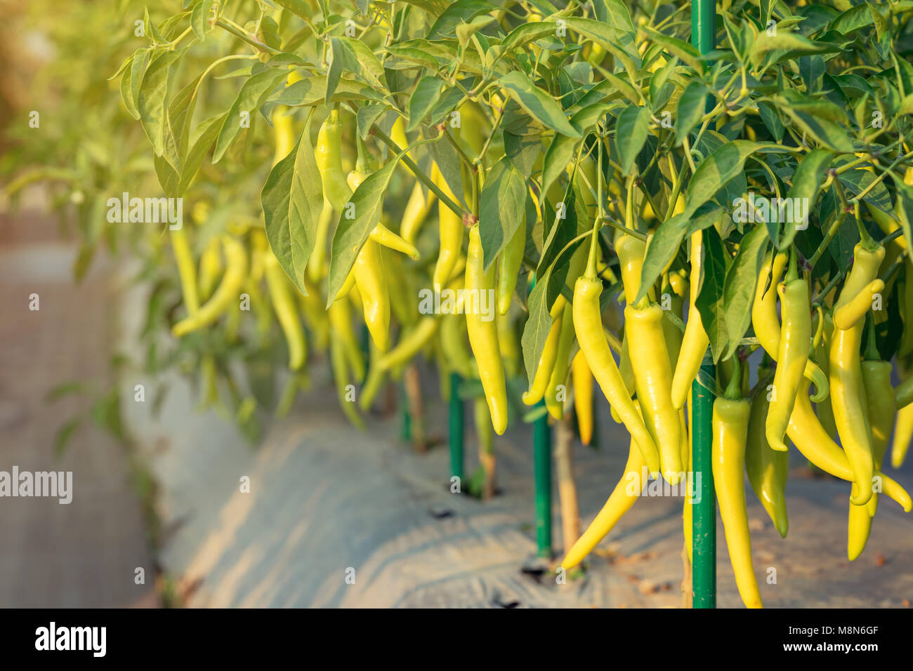 chilli pepper on the garden with sunlight Stock Photo Alamy
