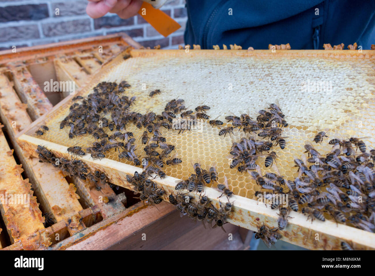 Beekeeper checks a frame of a beehive.  It shows open and closed cells of a honeycomb and bees crawling on it Stock Photo
