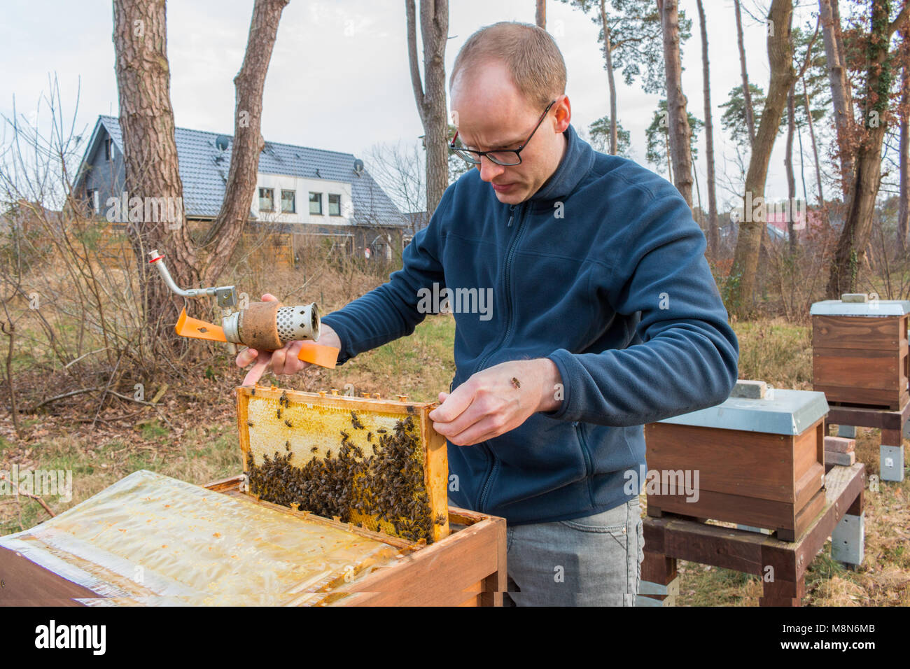 Beekeeper checking frame honey bees hi-res stock photography and images ...