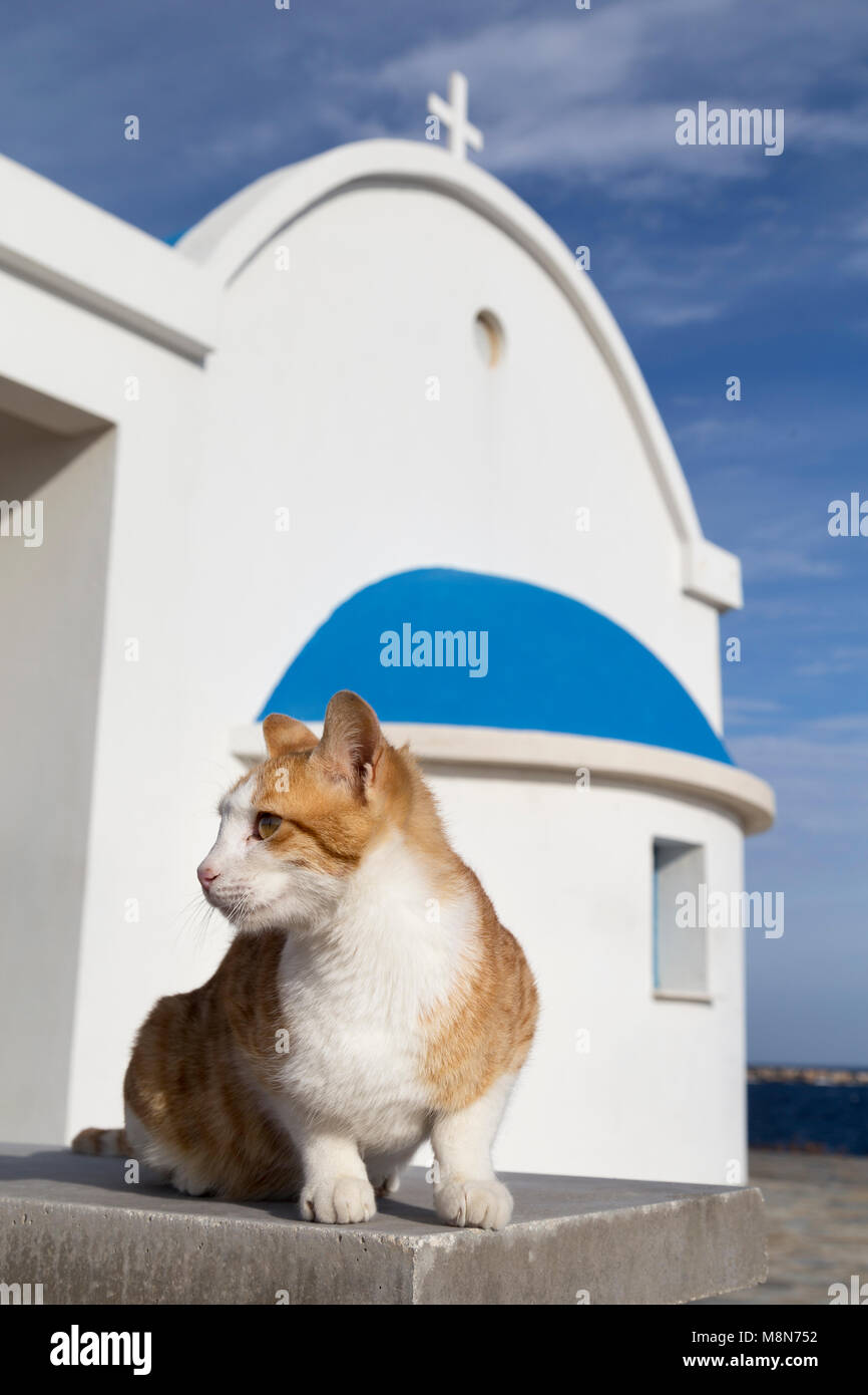 Cyprus, traditional greek orthodox church (Agioi Anargiroi) with cat, common in Cyprus. Stock Photo