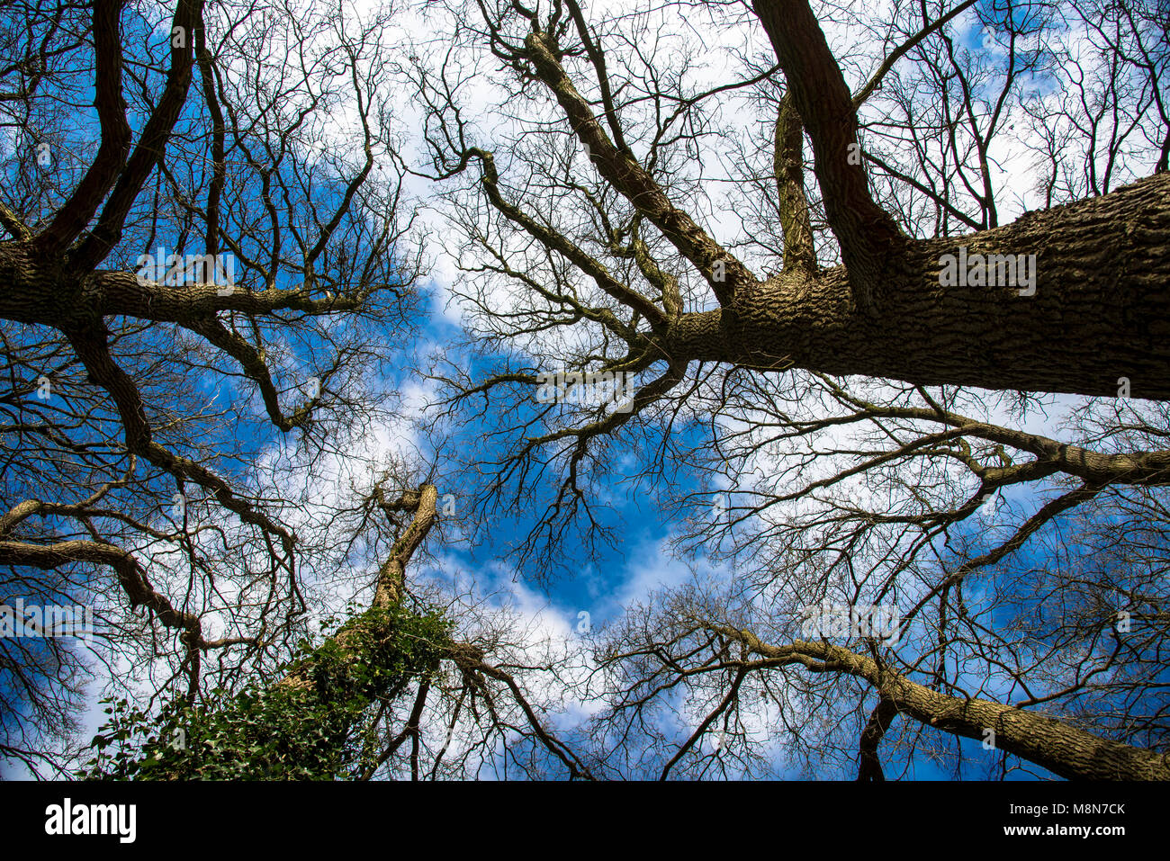 branches without leaves in wintertijd from different trees against blue sky taken from below Stock Photo