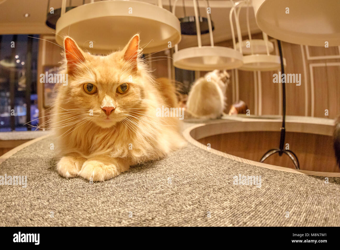 Tokyo, Japan - April 17, 2017: close-up of Turkish Angora cat sitting inside of Cat Cafe Mocha in Shibuya District. The Japanese who go to the Cat Cafe decreases anxiety and stress. Stock Photo