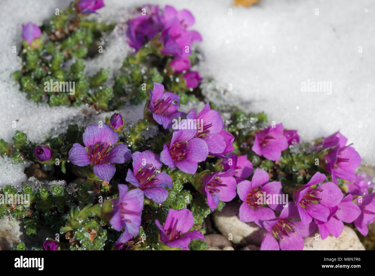 Purple Saxifrage (Saxifraga oppositifolia), flowers in snow and ice crystals, early Spring Stock Photo