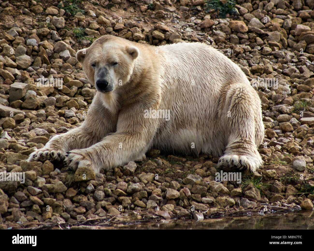 Polar Bear laying on stones Stock Photo