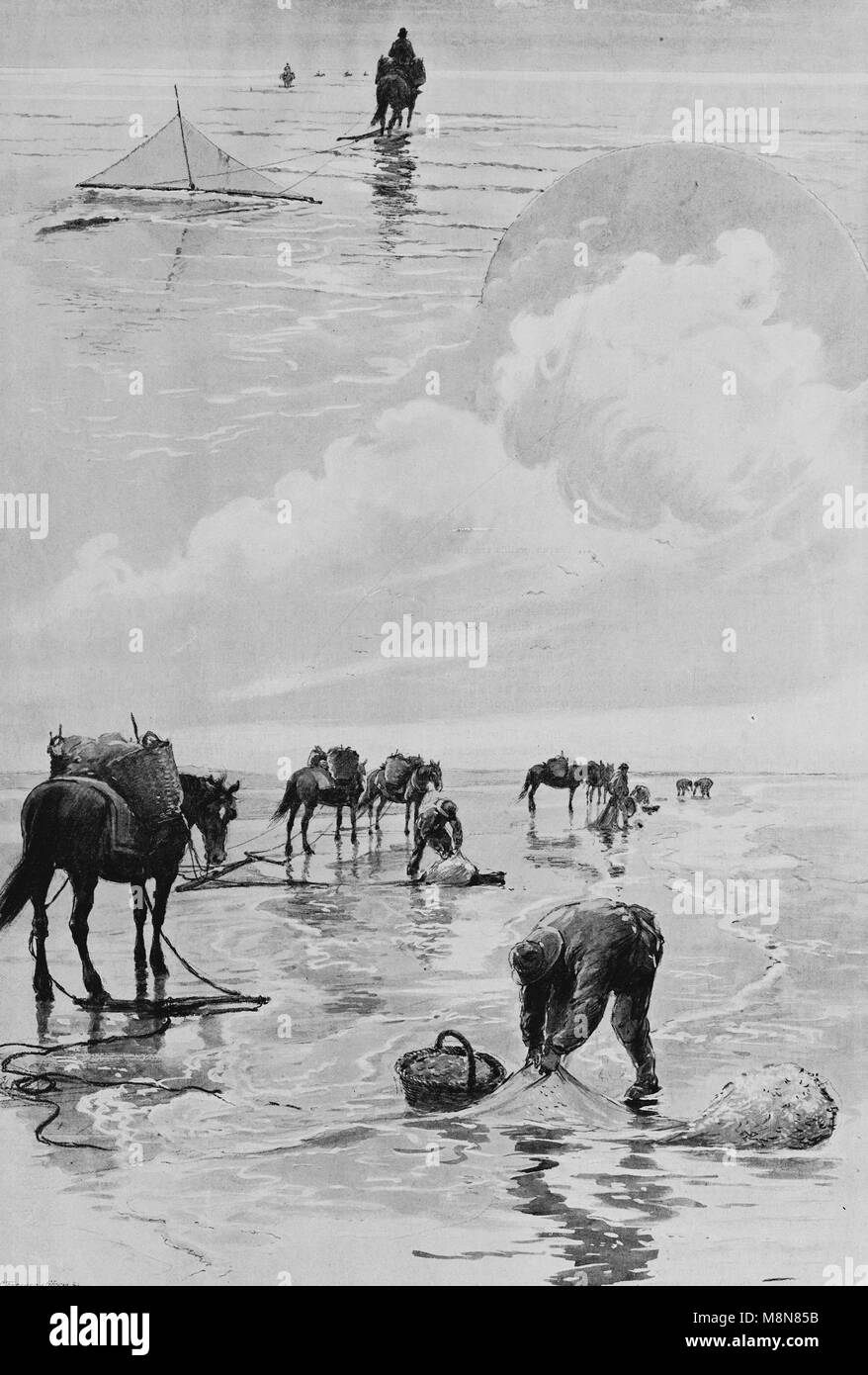 Traditional shrimp fishing on horseback, Picture from the French weekly newspaper l'Illustration, 1st December 1900 Stock Photo