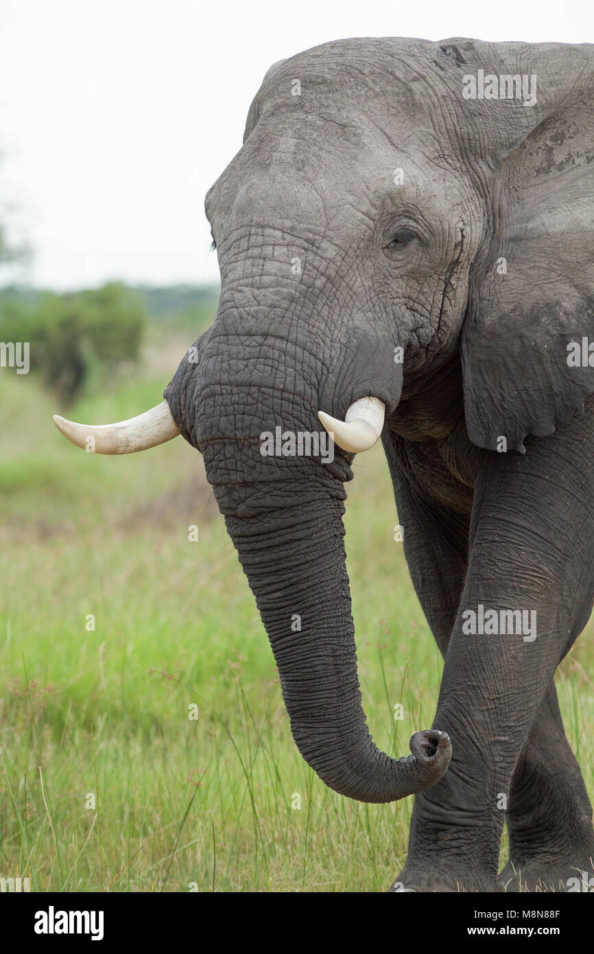 African Elephant Loxodonta africana. Though protected, still poached for ivory traders, A species of conservation concern. Well protected in Botswana. Stock Photo