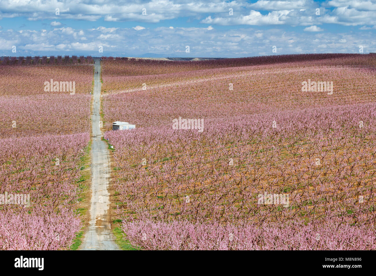 Peach fields in pink flower at spring, in Aitona, Catalonia, Spain Stock Photo