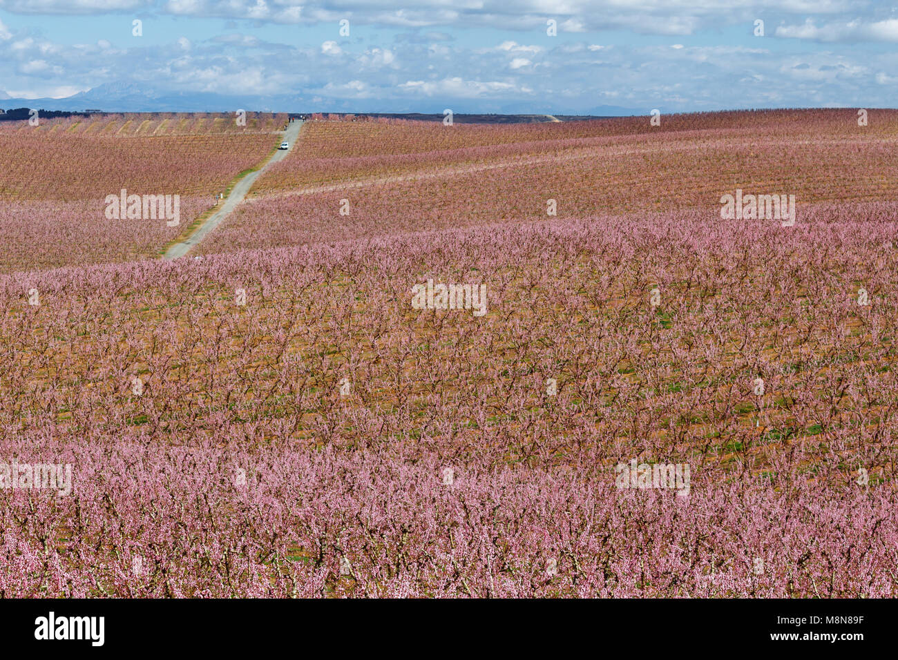 Peach fields in pink flower at spring, in Aitona, Catalonia, Spain Stock Photo
