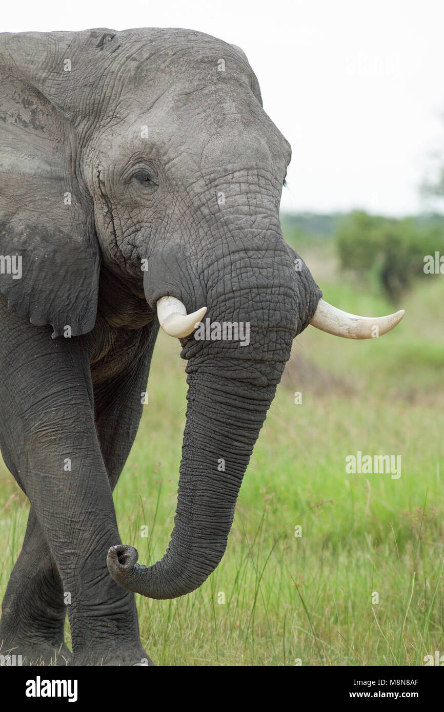 African Elephant Loxodonta africana. Though protected, still poached for ivory traders, A species of conservation concern. Well protected in Botswana. Stock Photo