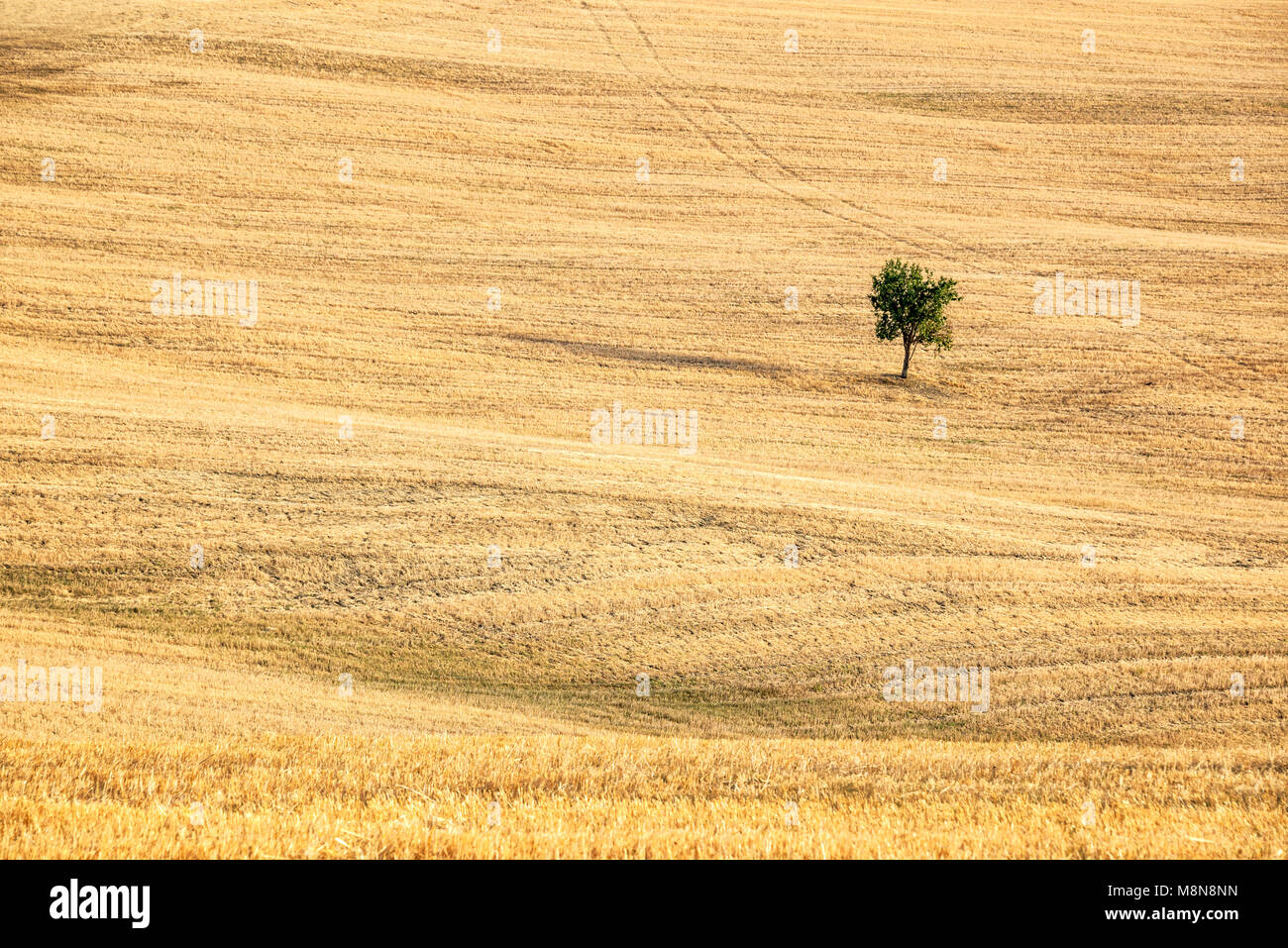 SIngle tree in a the middle of a wheat field in summer, landscape of Tuscany, Italy Stock Photo