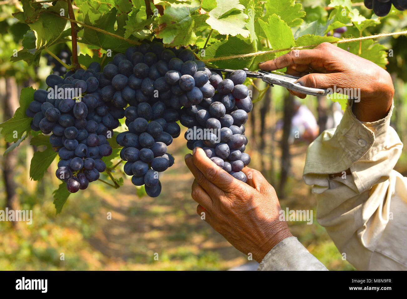 Grape harvesting near Sangli, Maharashtra, India Stock Photo