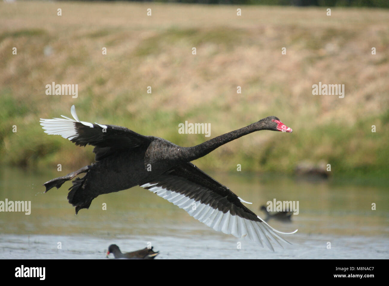 Black swan (CYGNUS ATTRATUS) in-flight, Kings Park, Perth, Western Australia. Stock Photo