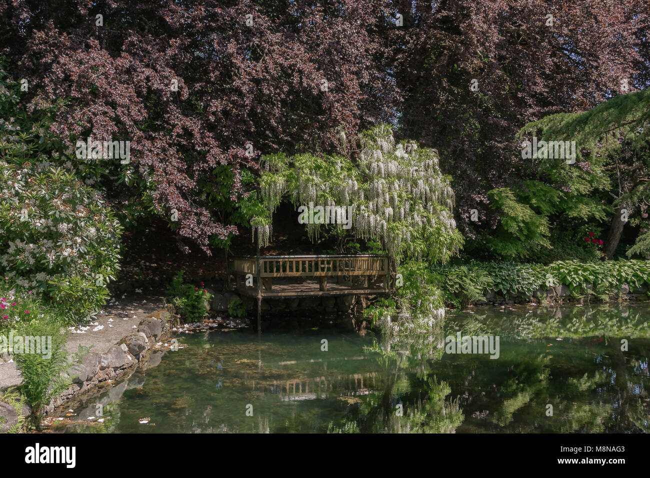 Viewing platform at Japanese Garden located at Hatley park Stock Photo