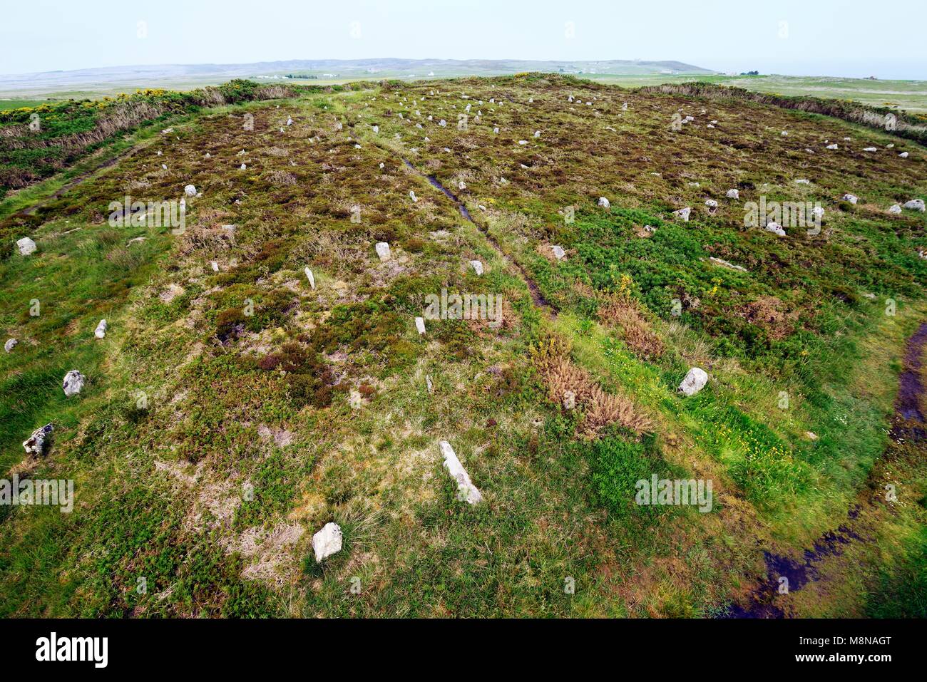 Hill O Many Stanes. Prehistoric probably Bronze Age stone alignments on hillside 9 miles south of Wick, Caithness, Scotland, UK Stock Photo