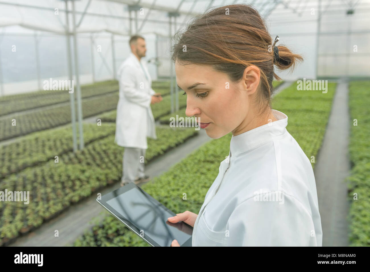 Agricultural Engineers. Seedlings production. Seedlings Greenhouse