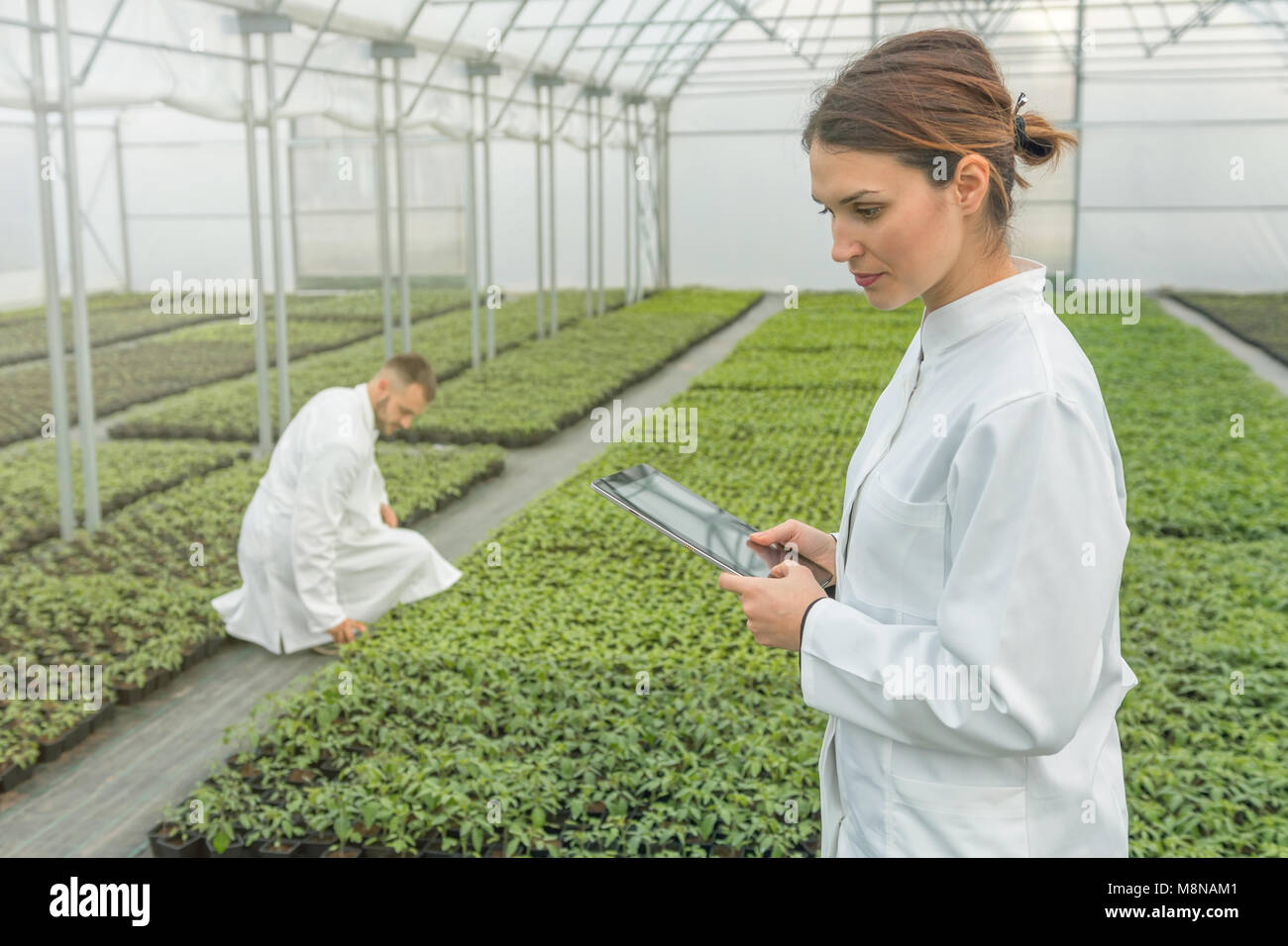 Agricultural Engineers. Seedlings production. Seedlings Greenhouse