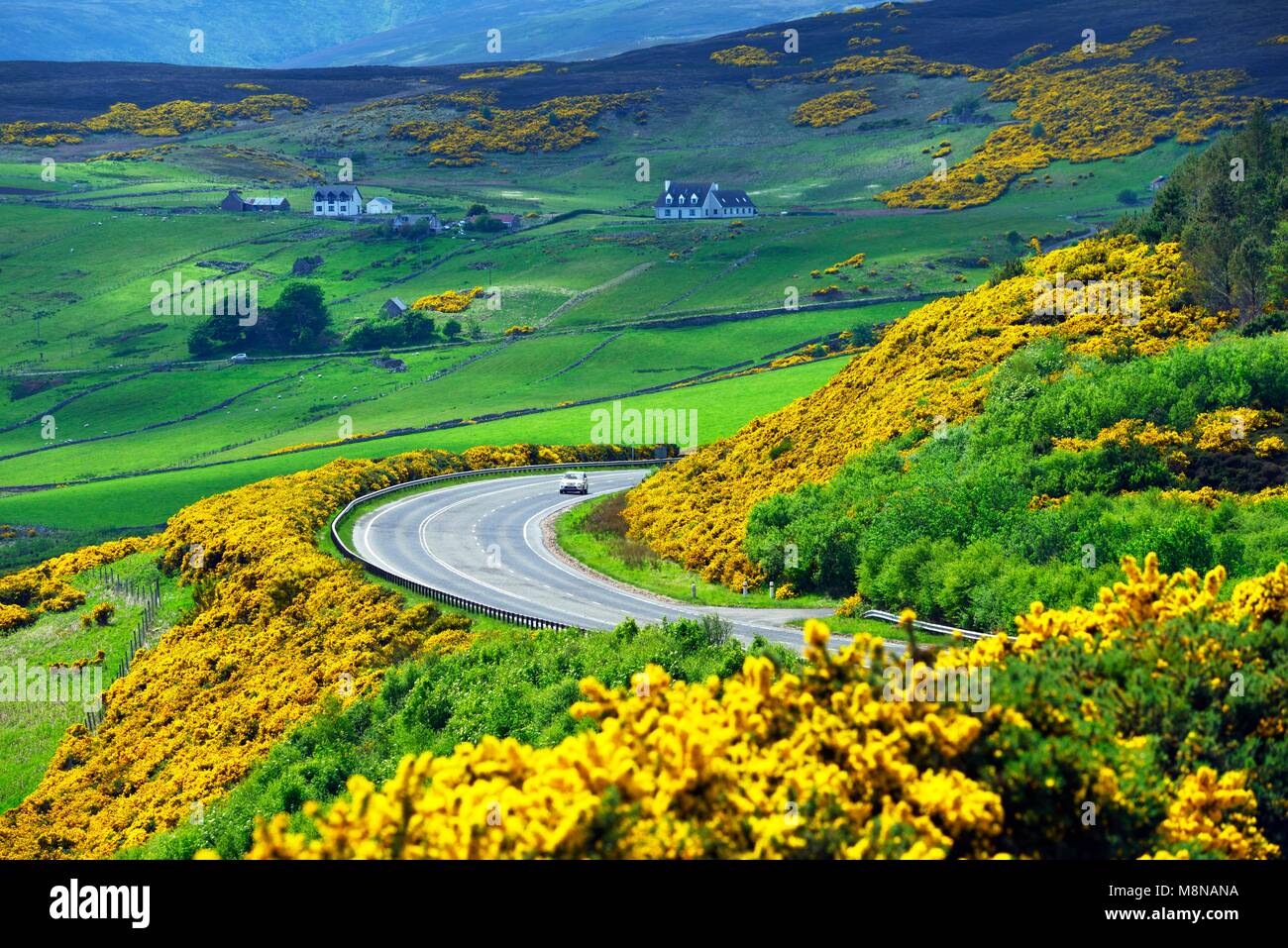 A9 main trunk road climbs 2 miles north of Helmsdale, Sutherland on Scotlands N.E. coast. Looking south over early summer yellow gorse and farmland Stock Photo