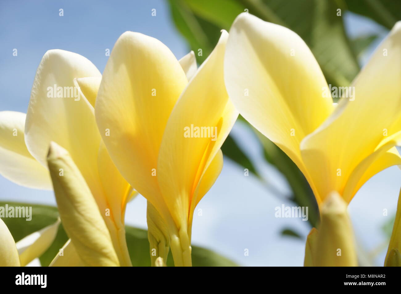 Yellow-White Plumeria Stock Photo - Alamy