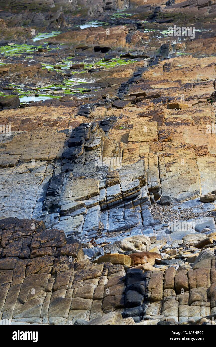 Igneous intrusion of Lamprophyre dike of Permian age in sandstone of Upper Stromness Flagstone. Coastal outcrop at Birsay, Mainland, Orkney, Scotland Stock Photo