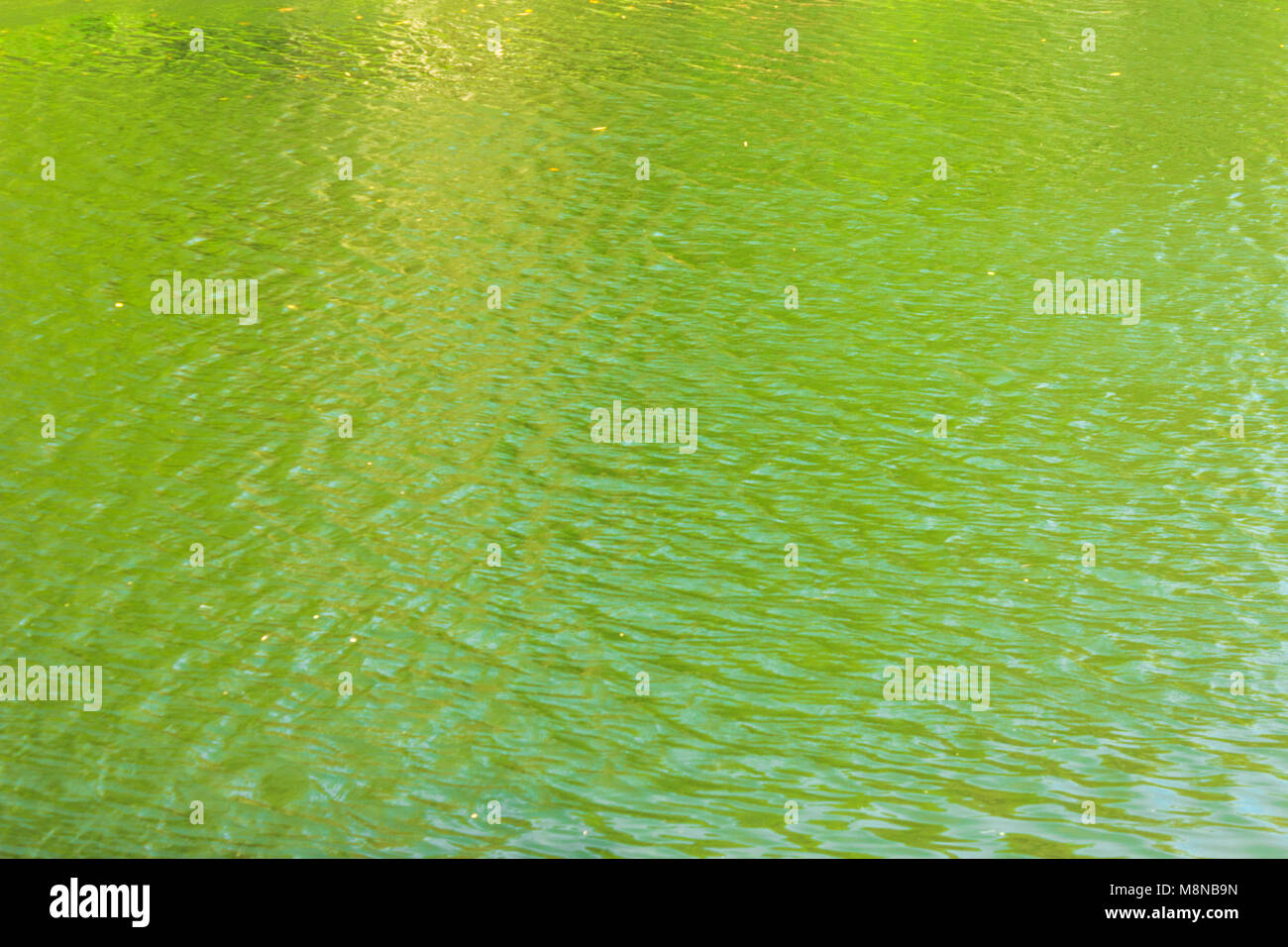 green ripples on the surface of water in lake Stock Photo - Alamy