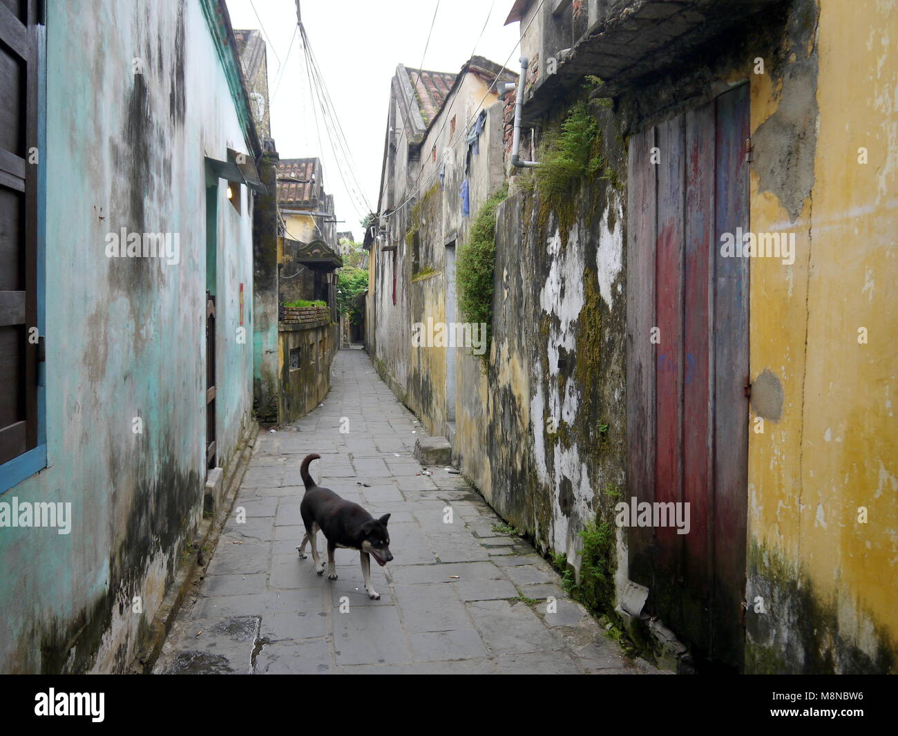 Dog on the narrow street of old town Hoi An with colorful moss walls Stock Photo