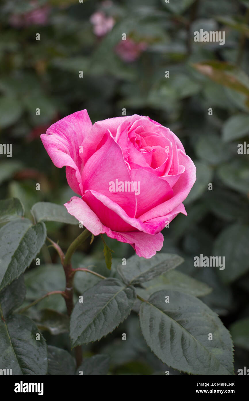Blooming beautiful colorful roses in the garden background Stock Photo ...