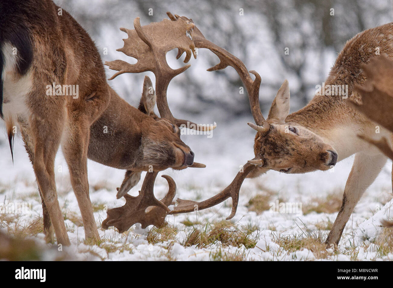 Stags fighting in the snow Stock Photo