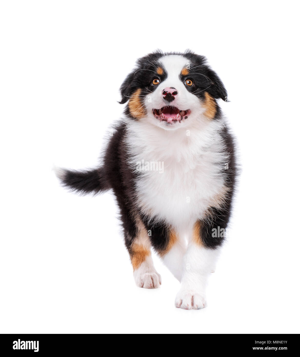 Purebred australian cheap shepherd puppies
