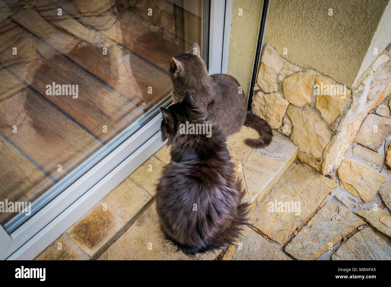 Two curious kitten at window. A black and a grey cats in garden, they are looking through the home window. Stock Photo