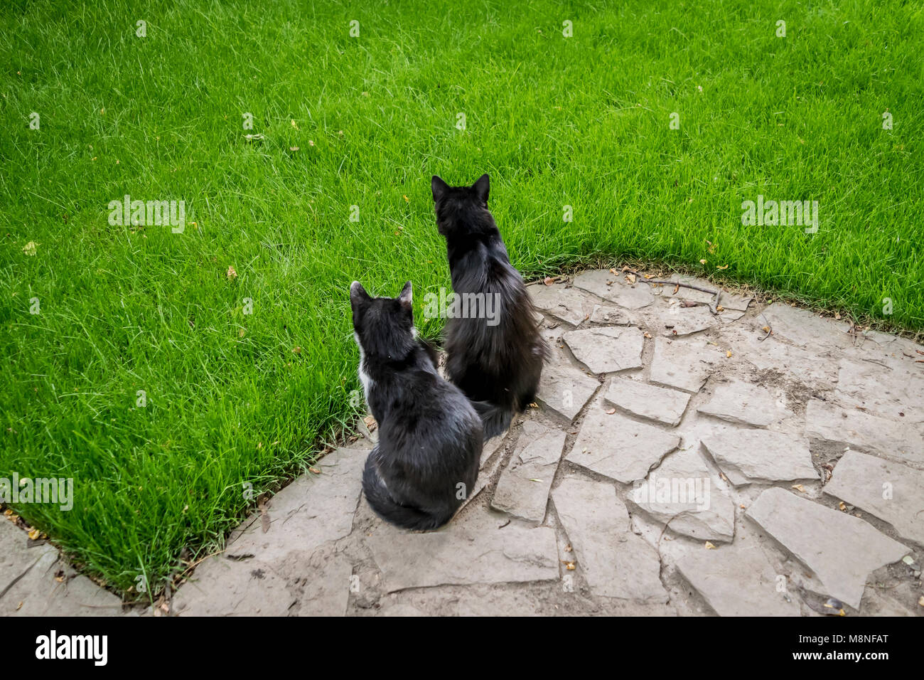 Two curious cats sitting next to each other. Black and a black and white spotted kitten sitting close on the garden stone path,green grass background. Stock Photo