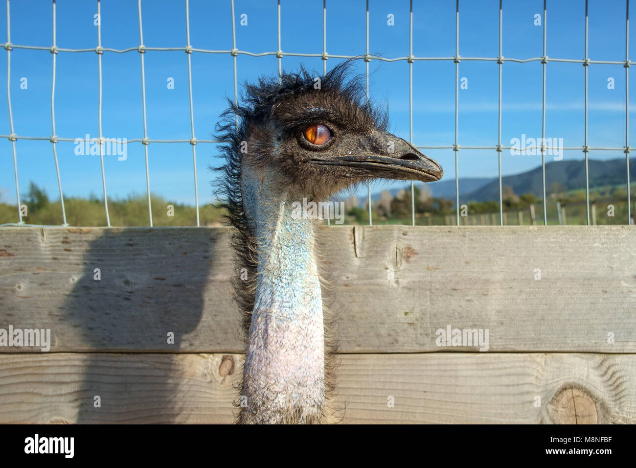 Emu at an ostrich farm in California. Stock Photo